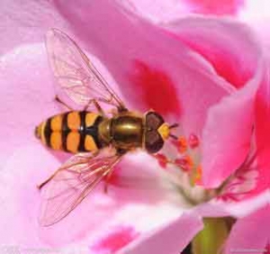 新春养蜂专业合作社